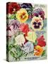 1915 Maule Seeds Pansies-Vintage Apple Collection-Stretched Canvas