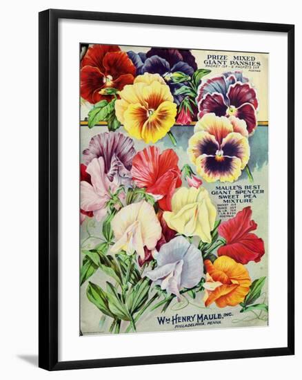 1915 Maule Seeds Pansies-Vintage Apple Collection-Framed Giclee Print