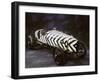 1918 Straker Squire X2-null-Framed Photographic Print