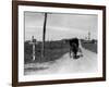 1920s-1930s Amish Man Driving Buggy Down Rural Dirt Road in Farm Country-null-Framed Photographic Print