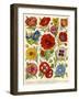 1920s UK Flowers Magazine Plate-null-Framed Giclee Print