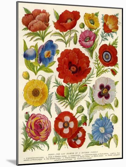 1920s UK Flowers Magazine Plate-null-Mounted Giclee Print