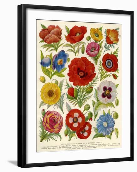 1920s UK Flowers Magazine Plate-null-Framed Giclee Print