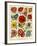 1920s UK Flowers Magazine Plate-null-Framed Giclee Print