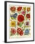 1920s UK Flowers Magazine Plate-null-Framed Giclee Print