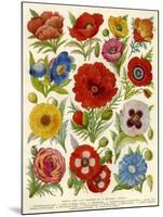 1920s UK Flowers Magazine Plate-null-Mounted Giclee Print