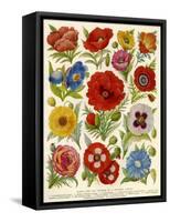 1920s UK Flowers Magazine Plate-null-Framed Stretched Canvas