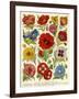 1920s UK Flowers Magazine Plate-null-Framed Giclee Print