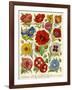 1920s UK Flowers Magazine Plate-null-Framed Giclee Print