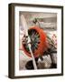 1930s-Era Number 44 We Will Racing Airplane, Weddel-Williams Air Racing Museum, Patterson, LA-Walter Bibikow-Framed Photographic Print