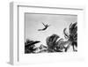 1930s GIRL IN MID AIR DIVING INTO SWIMMING POOL PALM TREES IN BACKGROUND-H. Armstrong Roberts-Framed Photographic Print