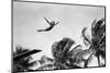 1930s GIRL IN MID AIR DIVING INTO SWIMMING POOL PALM TREES IN BACKGROUND-H. Armstrong Roberts-Mounted Photographic Print