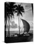 1930s Single Catamaran on Tropical Beach at Sunset Palm Trees Sri Lanka-null-Stretched Canvas