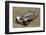 1937 Mercedes Benz 540 k special roadster-Simon Clay-Framed Photographic Print