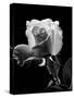 1940s Close-Up of Light-Colored Rose-null-Stretched Canvas