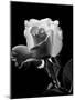 1940s Close-Up of Light-Colored Rose-null-Mounted Photographic Print