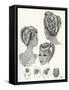 1940S Hairstyles-null-Framed Stretched Canvas