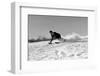 1940s MAN SKIING DOWNHILL RACING FAST SNOW FLYING WINTER OUTDOOR-H. Armstrong Roberts-Framed Photographic Print