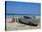 1950s American Car on the Beach, Goanabo, Cuba, Caribbean Sea, Central America-Bruno Morandi-Stretched Canvas