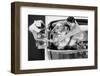 1950s DRIVE-IN RESTAURANT CARHOP WAITRESS ON ROLLER SKATES SERVING COUPLE IN 1955 T-BIRD CAR BUR...-H. Armstrong Roberts-Framed Photographic Print