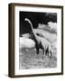 1950s Life-Size Statue of Extinct Long Neck Gigantic Brontosaurus Dinosaur Park Established 1936-null-Framed Photographic Print