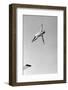 1950s MAN TWISTING SWAN DIVING FROM HIGH DIVING BOARD OUTDOOR-H. Armstrong Roberts-Framed Photographic Print