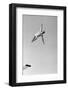 1950s MAN TWISTING SWAN DIVING FROM HIGH DIVING BOARD OUTDOOR-H. Armstrong Roberts-Framed Photographic Print