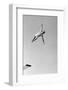 1950s MAN TWISTING SWAN DIVING FROM HIGH DIVING BOARD OUTDOOR-H. Armstrong Roberts-Framed Photographic Print