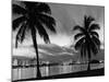 1950s Night Skyline View across the Bay Two Palm Trees Silhouetted in Foreground Miami, Florida-null-Mounted Photographic Print