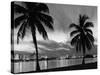 1950s Night Skyline View across the Bay Two Palm Trees Silhouetted in Foreground Miami, Florida-null-Stretched Canvas