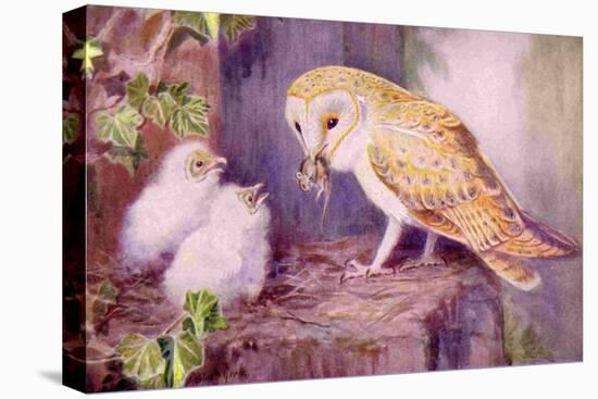 1950s UK Barn Owls Magazine Plate-null-Stretched Canvas