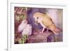 1950s UK Barn Owls Magazine Plate-null-Framed Giclee Print