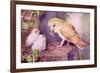 1950s UK Barn Owls Magazine Plate-null-Framed Giclee Print