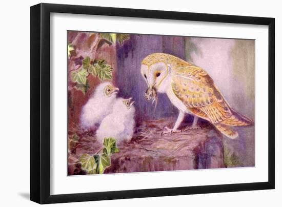 1950s UK Barn Owls Magazine Plate-null-Framed Giclee Print