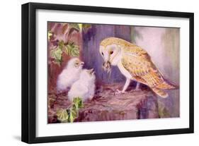 1950s UK Barn Owls Magazine Plate-null-Framed Giclee Print