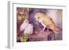 1950s UK Barn Owls Magazine Plate-null-Framed Giclee Print