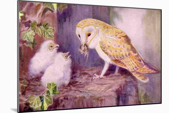 1950s UK Barn Owls Magazine Plate-null-Mounted Giclee Print