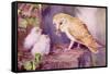 1950s UK Barn Owls Magazine Plate-null-Framed Stretched Canvas