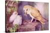 1950s UK Barn Owls Magazine Plate-null-Stretched Canvas