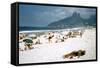 1957: Copacabana Beach, Rio De Janeiro, Brazil-Dmitri Kessel-Framed Stretched Canvas