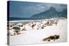 1957: Copacabana Beach, Rio De Janeiro, Brazil-Dmitri Kessel-Stretched Canvas