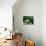 1958 Austin Healey Sprite-null-Photographic Print displayed on a wall