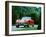 1958 Austin Healey Sprite-null-Framed Photographic Print