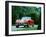 1958 Austin Healey Sprite-null-Framed Photographic Print