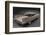 1959 Cadillac Coupe De Ville-null-Framed Photographic Print