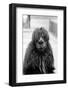 1960s CLOSE-UP OF ALPACA Vicugna pacos LOOKING AT CAMERA-H. Armstrong Roberts-Framed Photographic Print