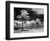 1960s Infrared Scenic Photograph of Tropical Palm Trees Blowing in Storm Florida Keys-null-Framed Photographic Print