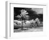1960s Infrared Scenic Photograph of Tropical Palm Trees Blowing in Storm Florida Keys-null-Framed Photographic Print