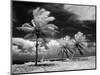 1960s Infrared Scenic Photograph of Tropical Palm Trees Blowing in Storm Florida Keys-null-Mounted Photographic Print