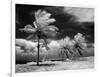 1960s Infrared Scenic Photograph of Tropical Palm Trees Blowing in Storm Florida Keys-null-Framed Photographic Print